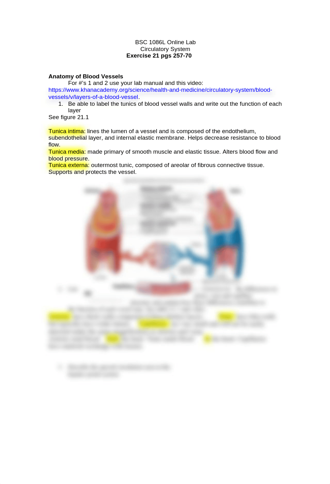 ap2 ex 21 blood vessels online.doc_da8qr26hk0n_page1