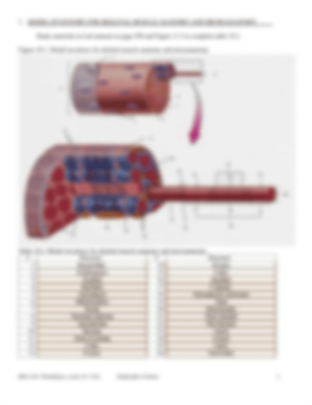 1587437153929_1587006828122_1586918908932_DL-Worksheet-LabWeeek10-Muscle, v04 -Form.pdf_daa7wigbs8j_page2