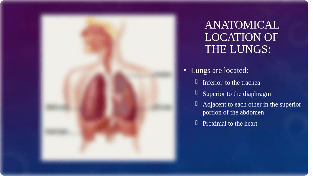 The Lungs Presentation (Module 5).pptx_dabpf30e1yw_page4