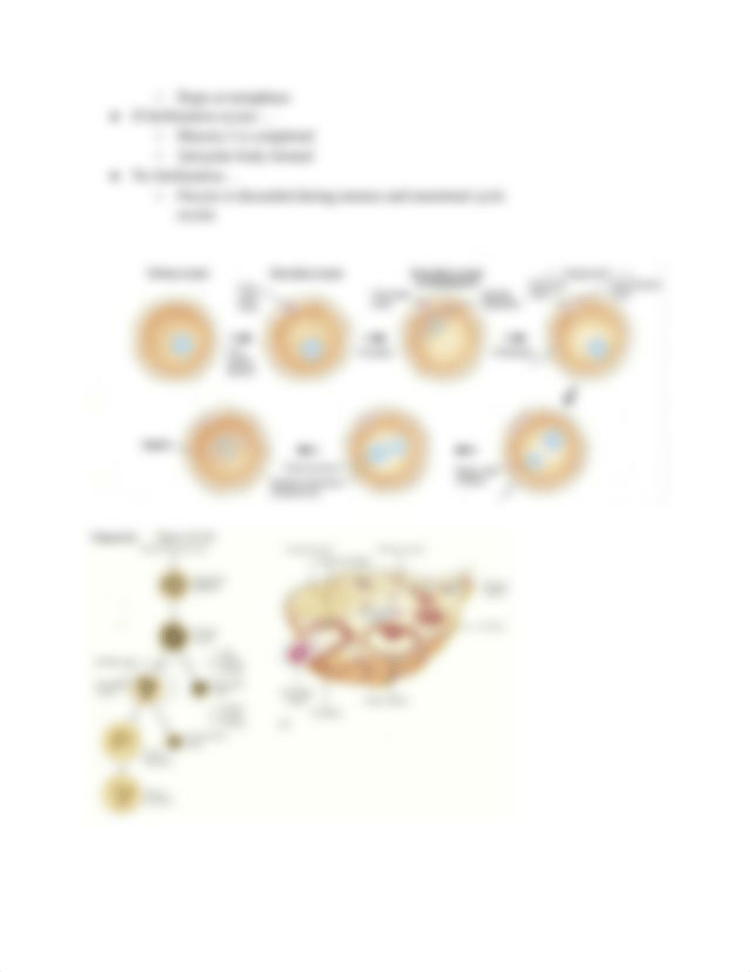 Embryology Week 2 Notes.pdf_dabwkc6w387_page4