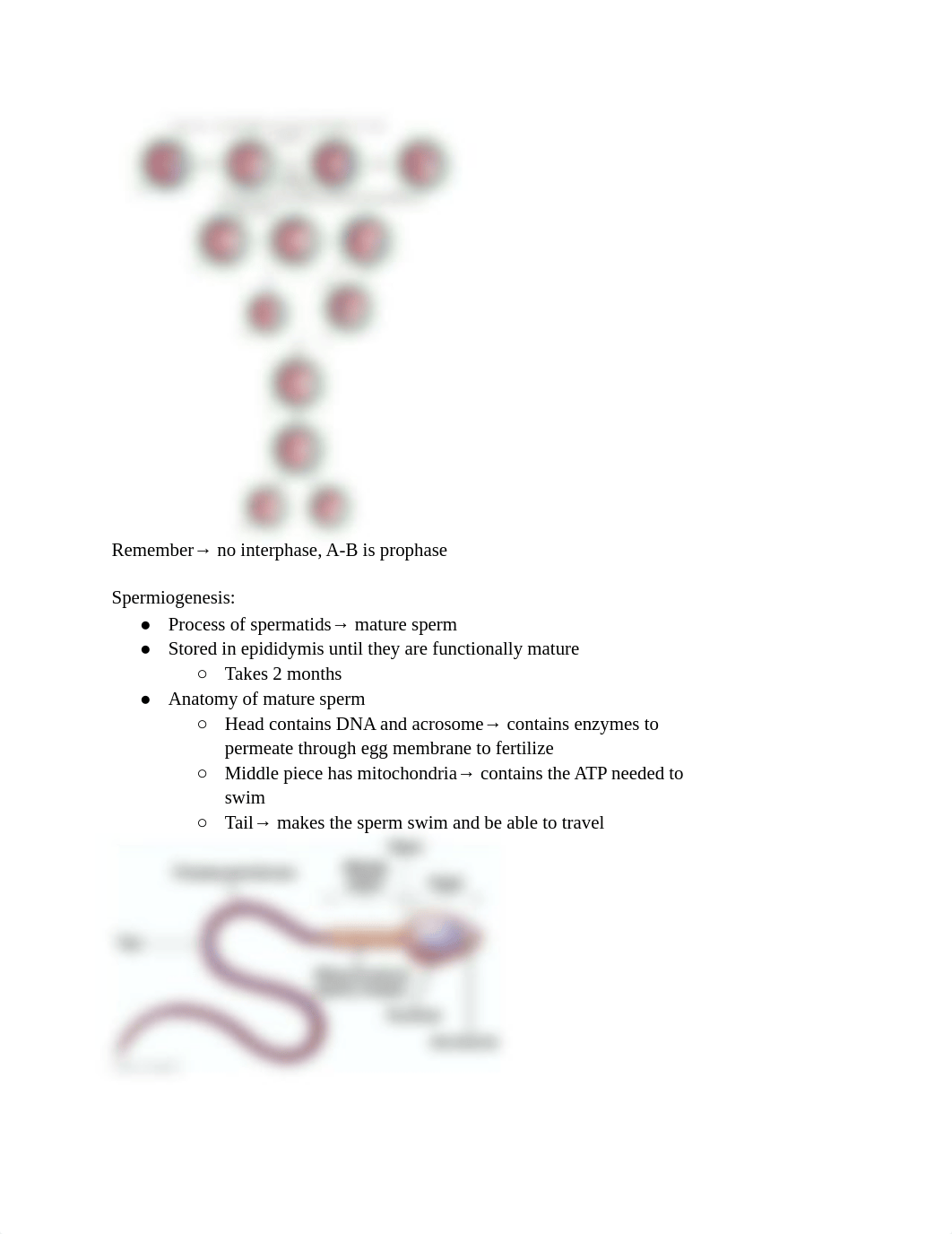 Embryology Week 2 Notes.pdf_dabwkc6w387_page2