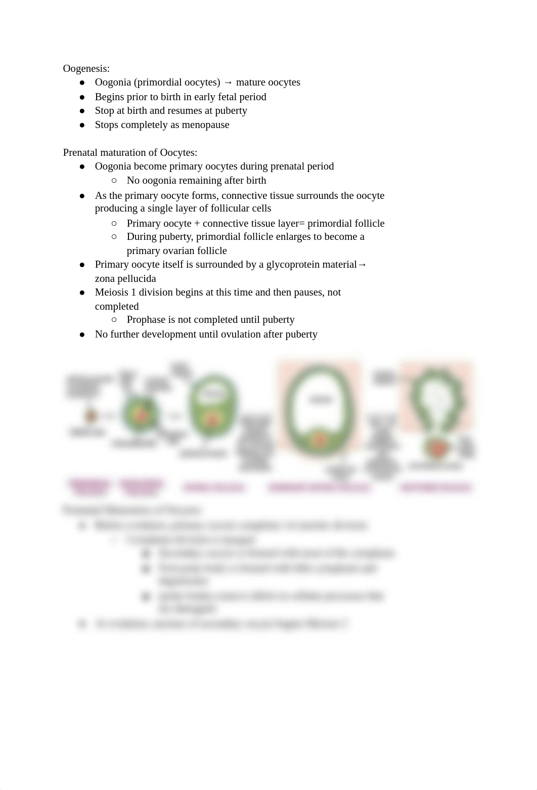 Embryology Week 2 Notes.pdf_dabwkc6w387_page3