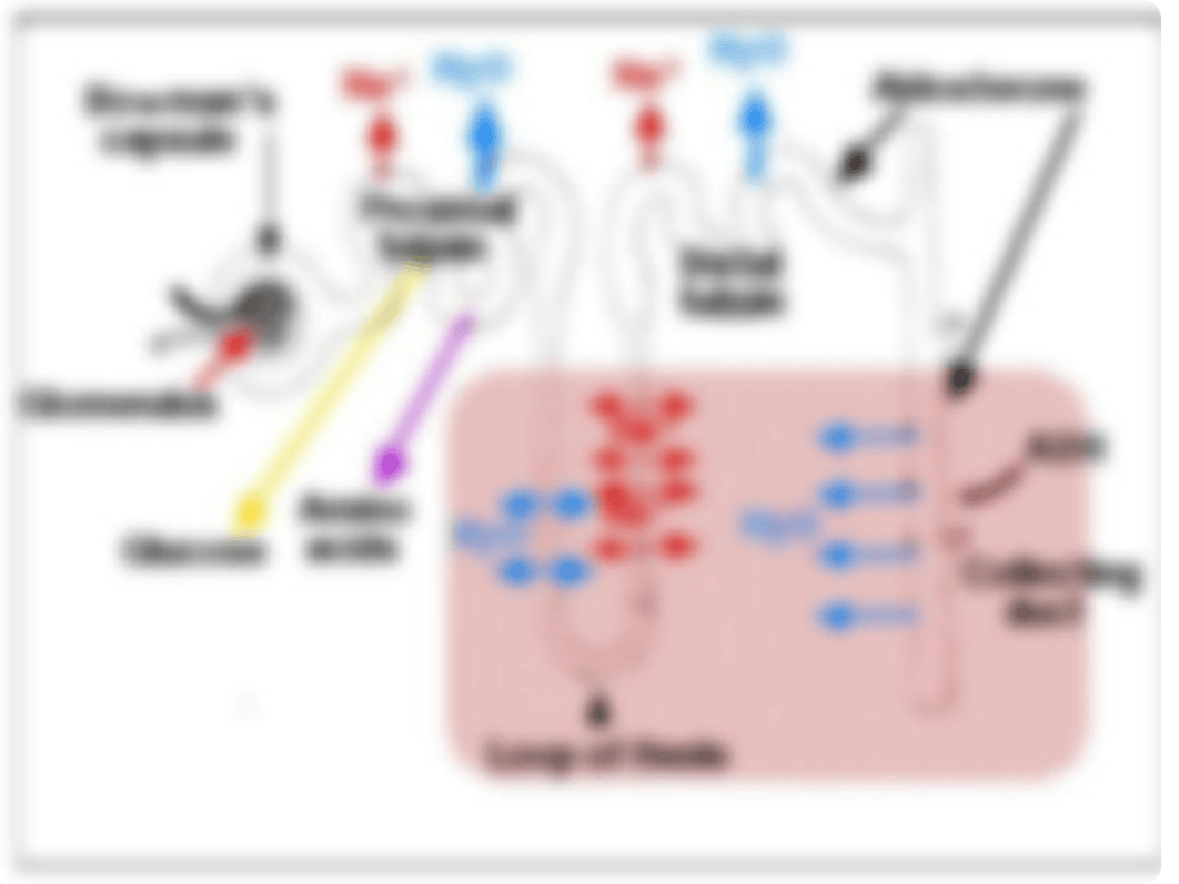 chapter28 Kidney Diseases (NF)- Part 1 (1)_dac5sp3rtsk_page5