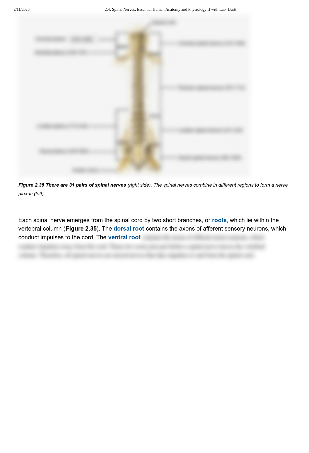 2.4_ Spinal Nerves_ Essential Human Anatomy and Physiology II with Lab- Burtt.pdf_dacbo0vzaji_page2