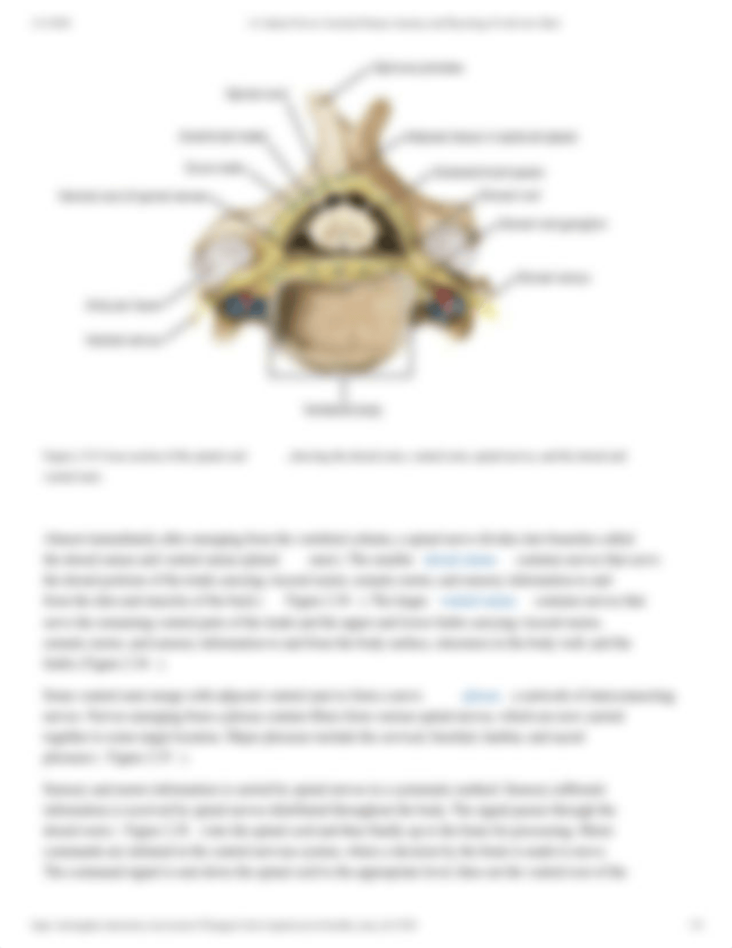 2.4_ Spinal Nerves_ Essential Human Anatomy and Physiology II with Lab- Burtt.pdf_dacbo0vzaji_page3