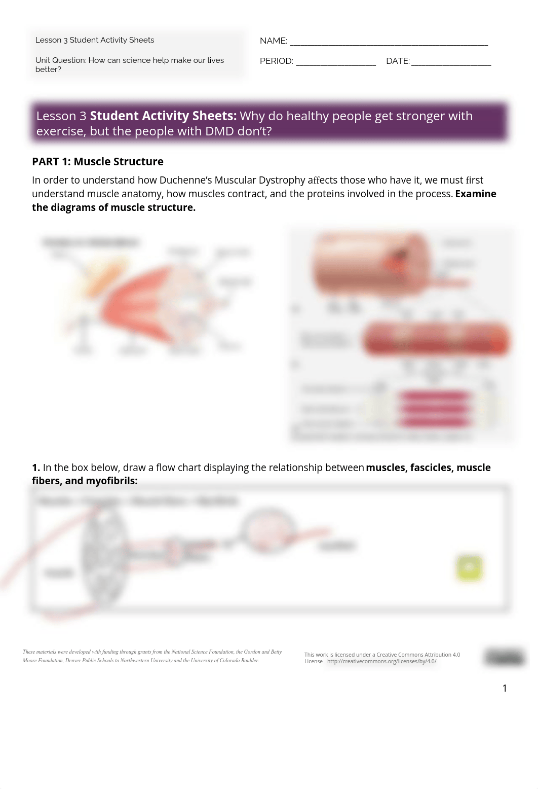 Edwin Alvarez - Lesson 3 Student Activity Sheets Why do healthy people get stronger with exercise, b_dadc9b3rnk8_page1