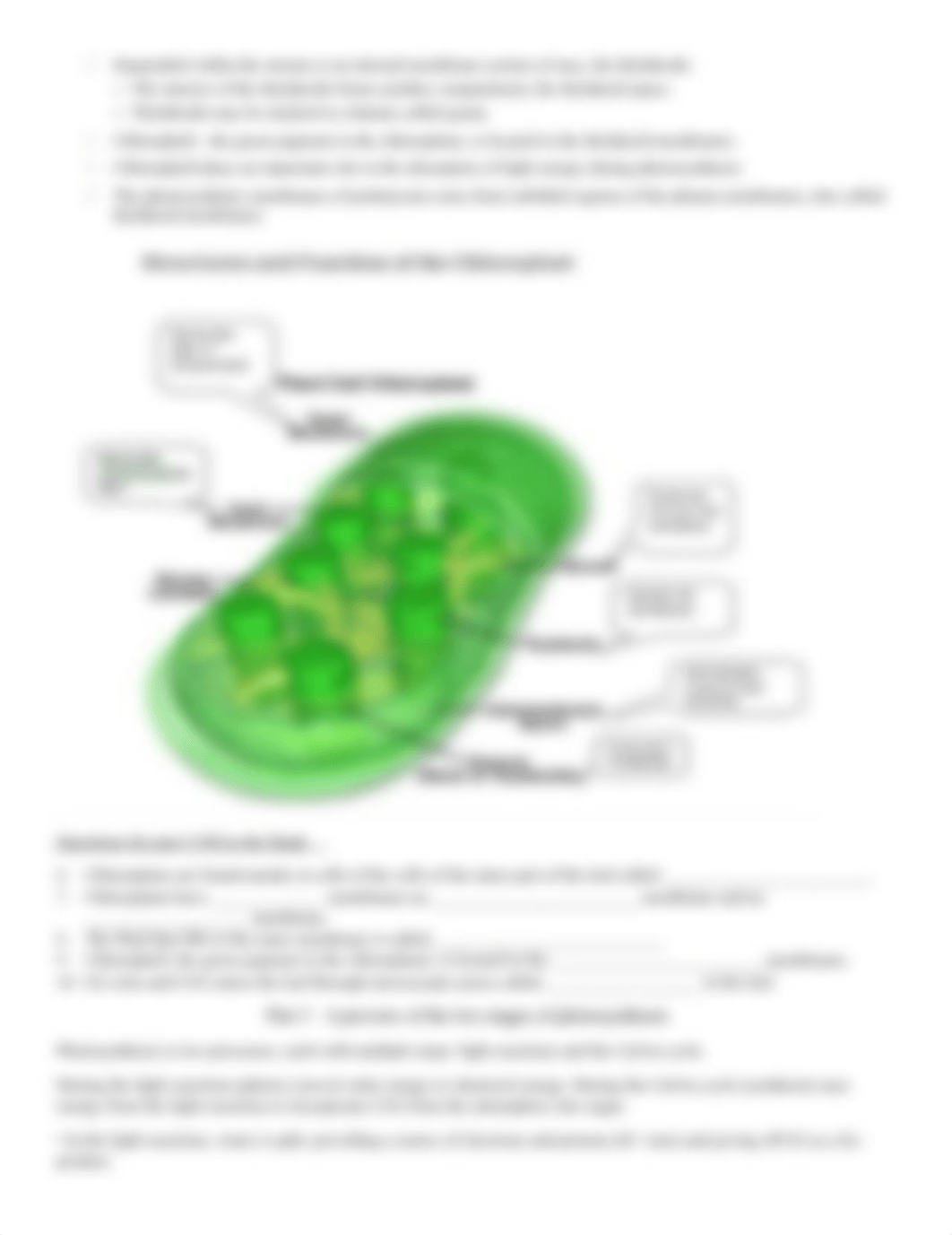 Biology 1306 Photosynthesis Worksheet.docx_dadn0h0ktsp_page2