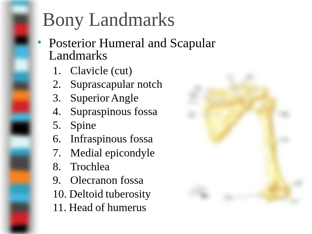 8 Shoulder Joint.ppt_dae8ys2nk0n_page3