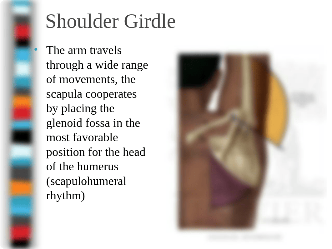 8 Shoulder Joint.ppt_dae8ys2nk0n_page5