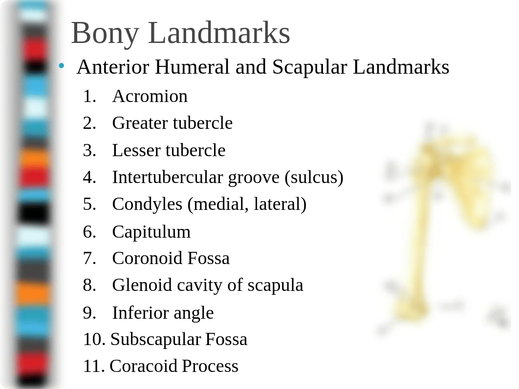 8 Shoulder Joint.ppt_dae8ys2nk0n_page2