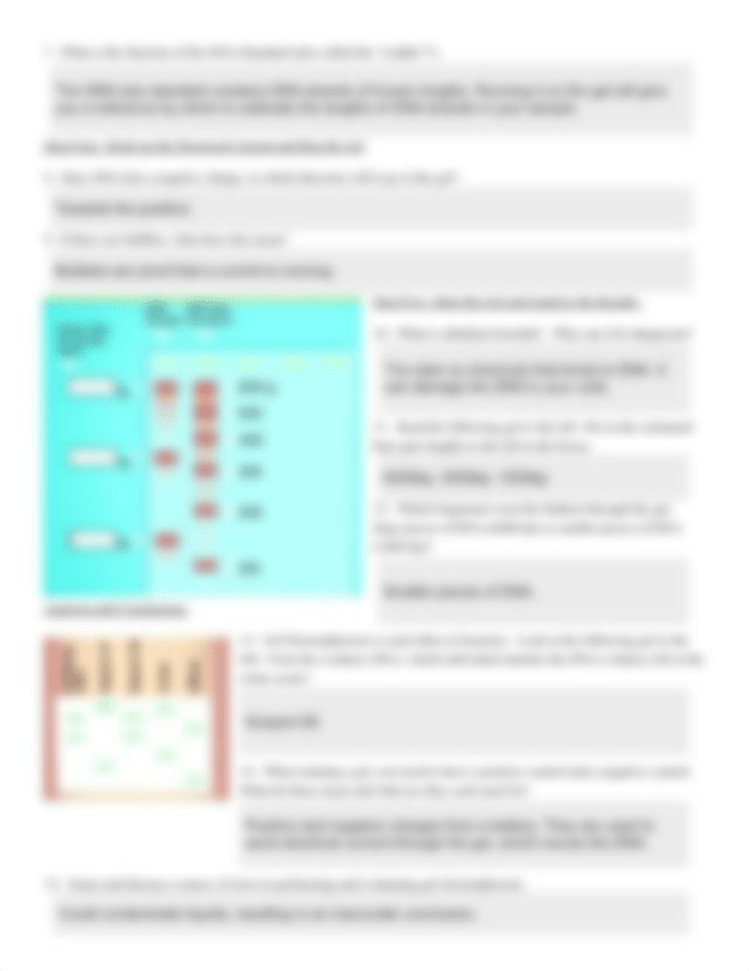 Gel Electrophoresis Lab_dae9qyaaqps_page2