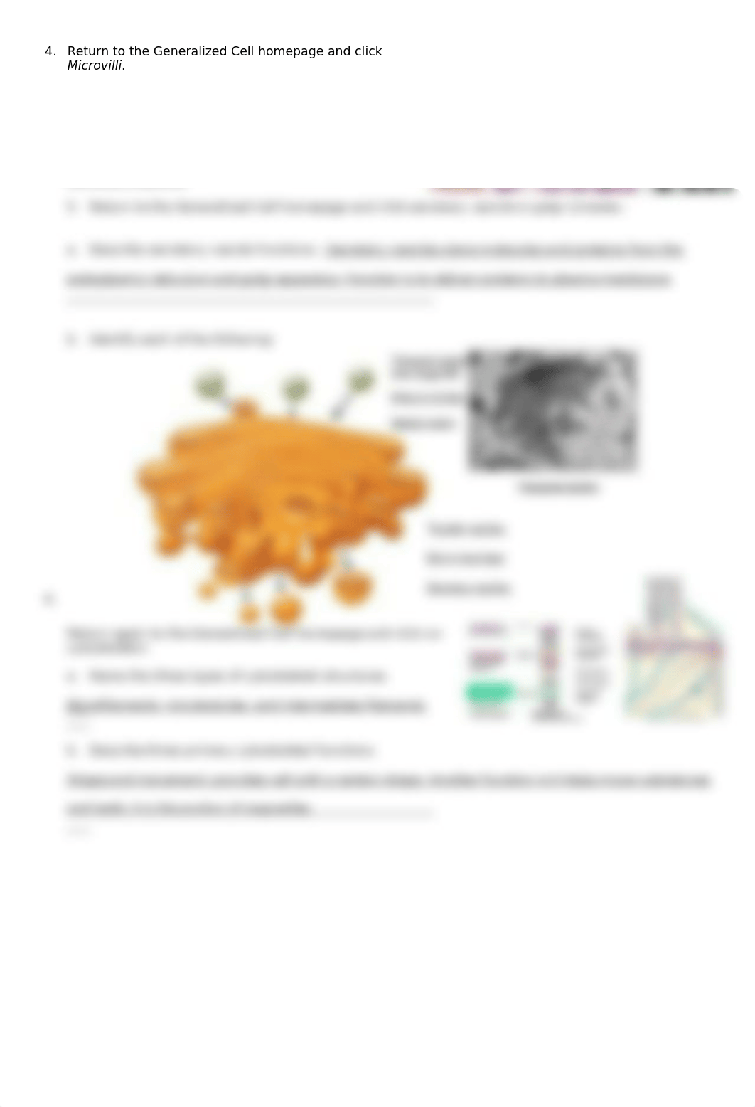 Cell function.doc_daehtc2miwy_page3