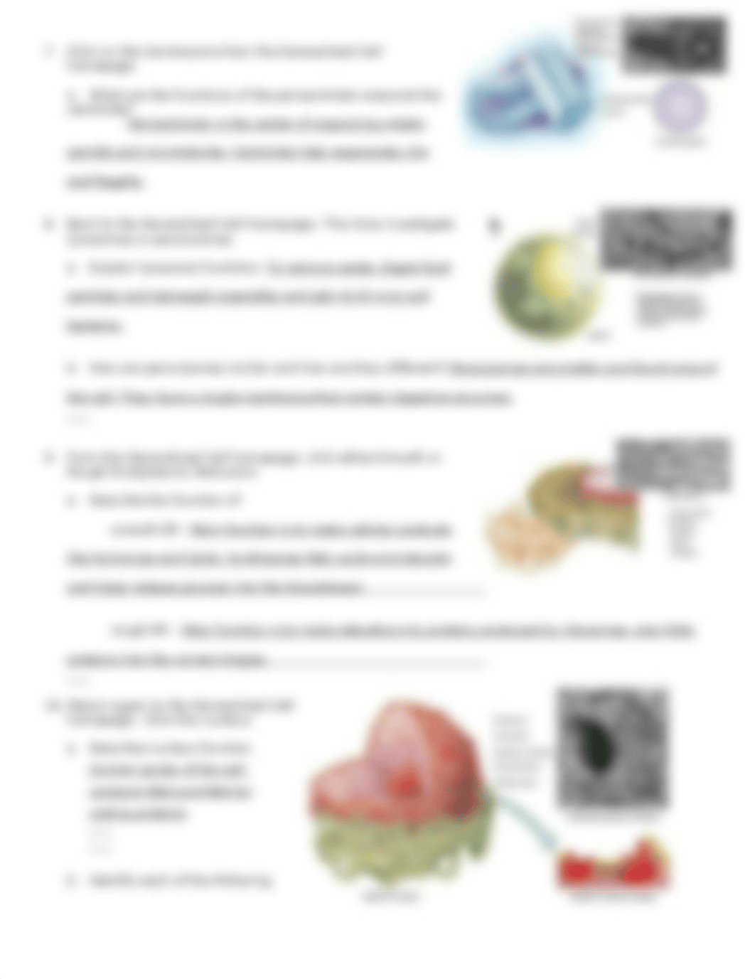 Cell function.doc_daehtc2miwy_page4