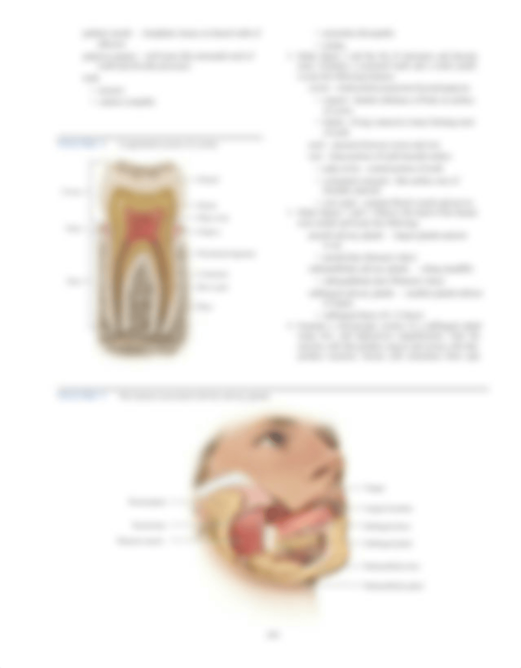 Lab 31 Digestive System 2021.pdf_daejpjsfuoe_page3