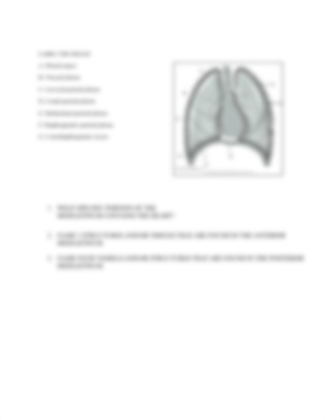 Cross sectional anatomy study guide.docx_daen7b2ngrx_page2