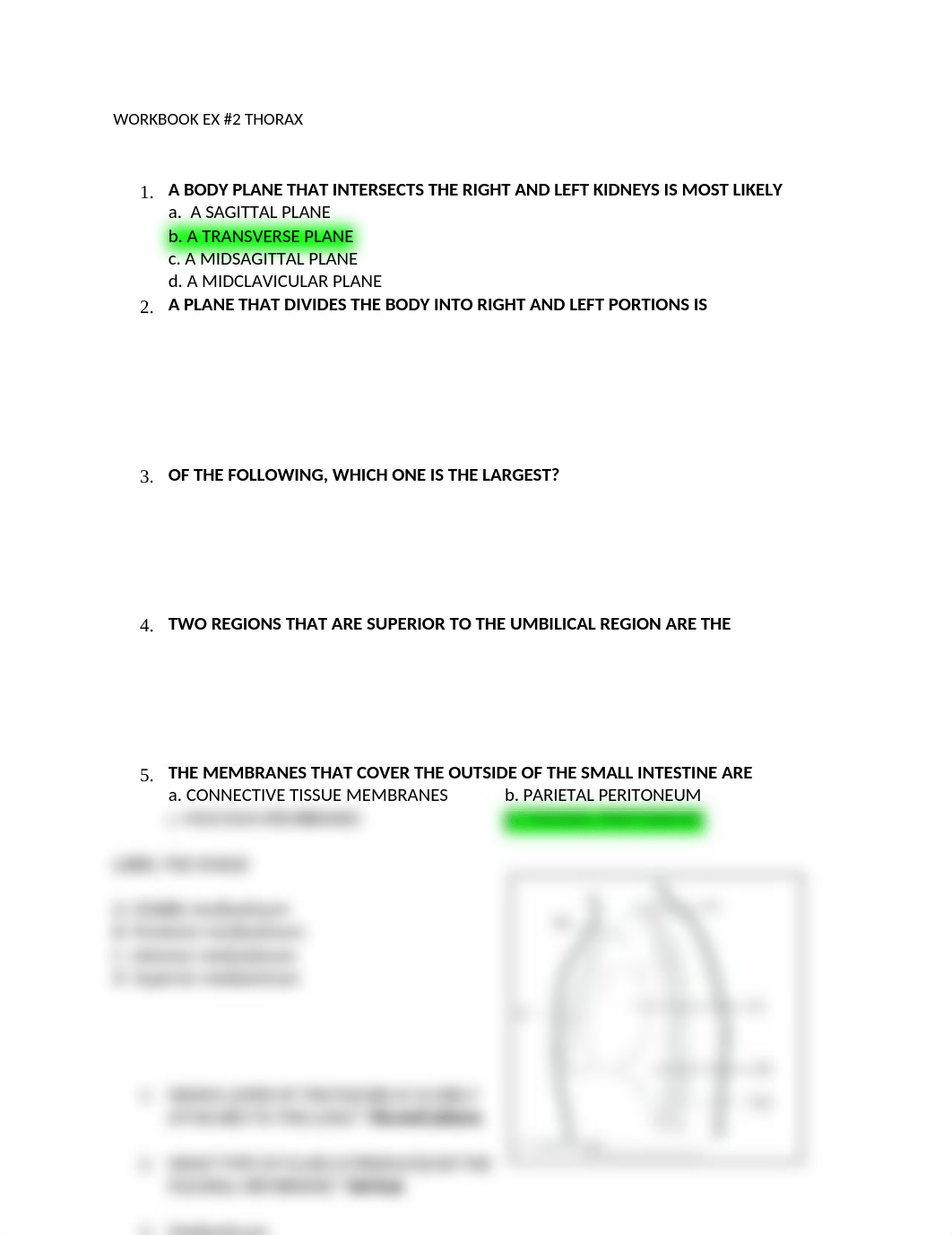 Cross sectional anatomy study guide.docx_daen7b2ngrx_page1