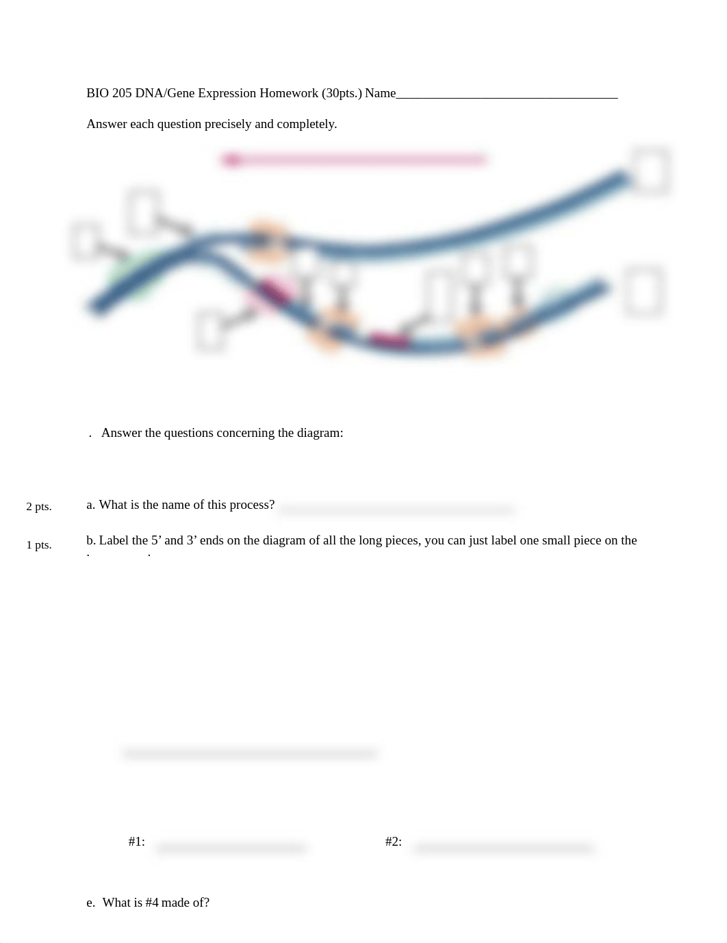 DNA homework BIO 205.doc_daenjgb13yp_page1