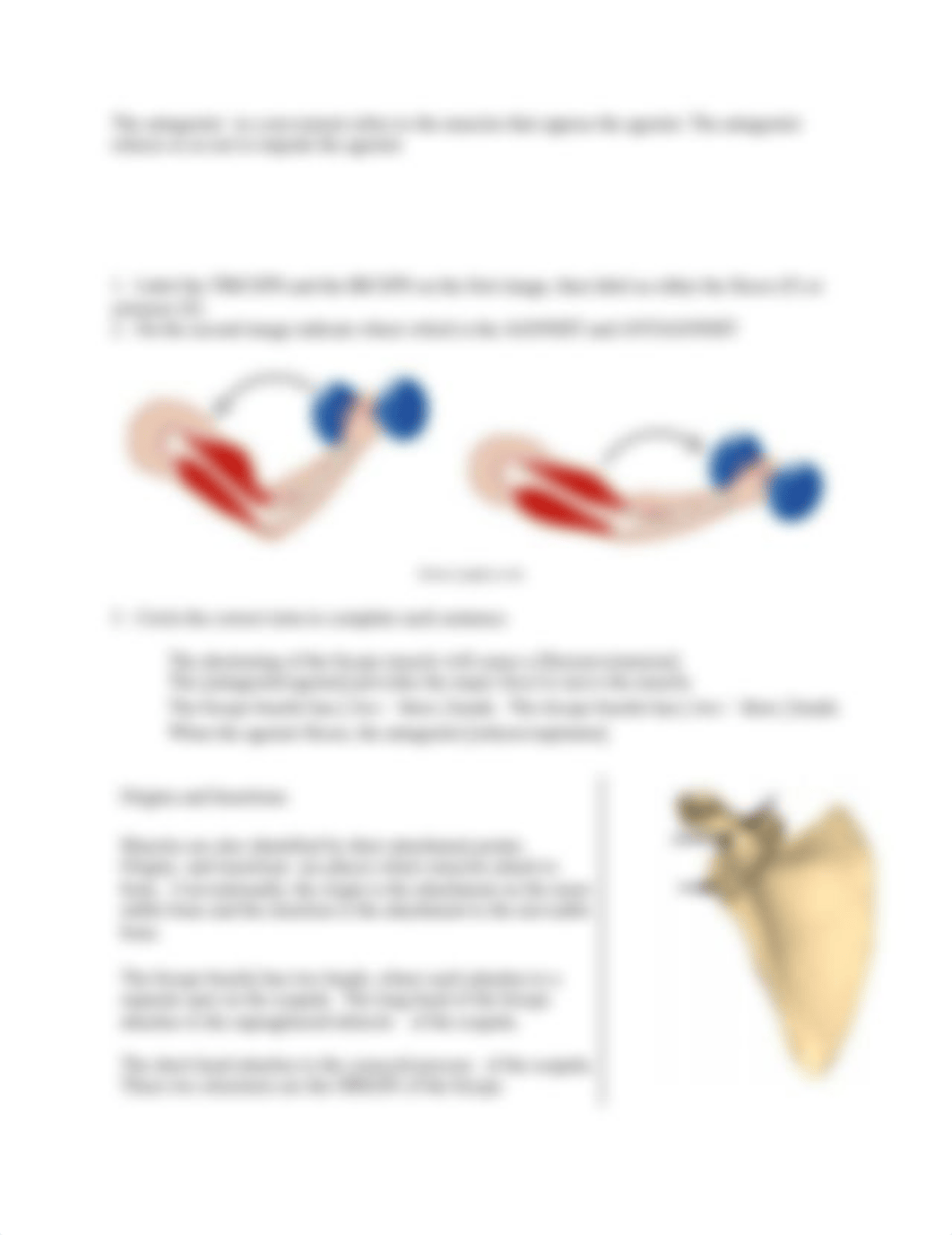 NMJ, SFL and Muscle Webquest .pdf_dag0uhrh4f7_page2