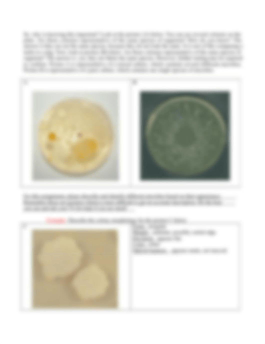 Colony Morphology Assignment.docx_dag4xwi2sj3_page2