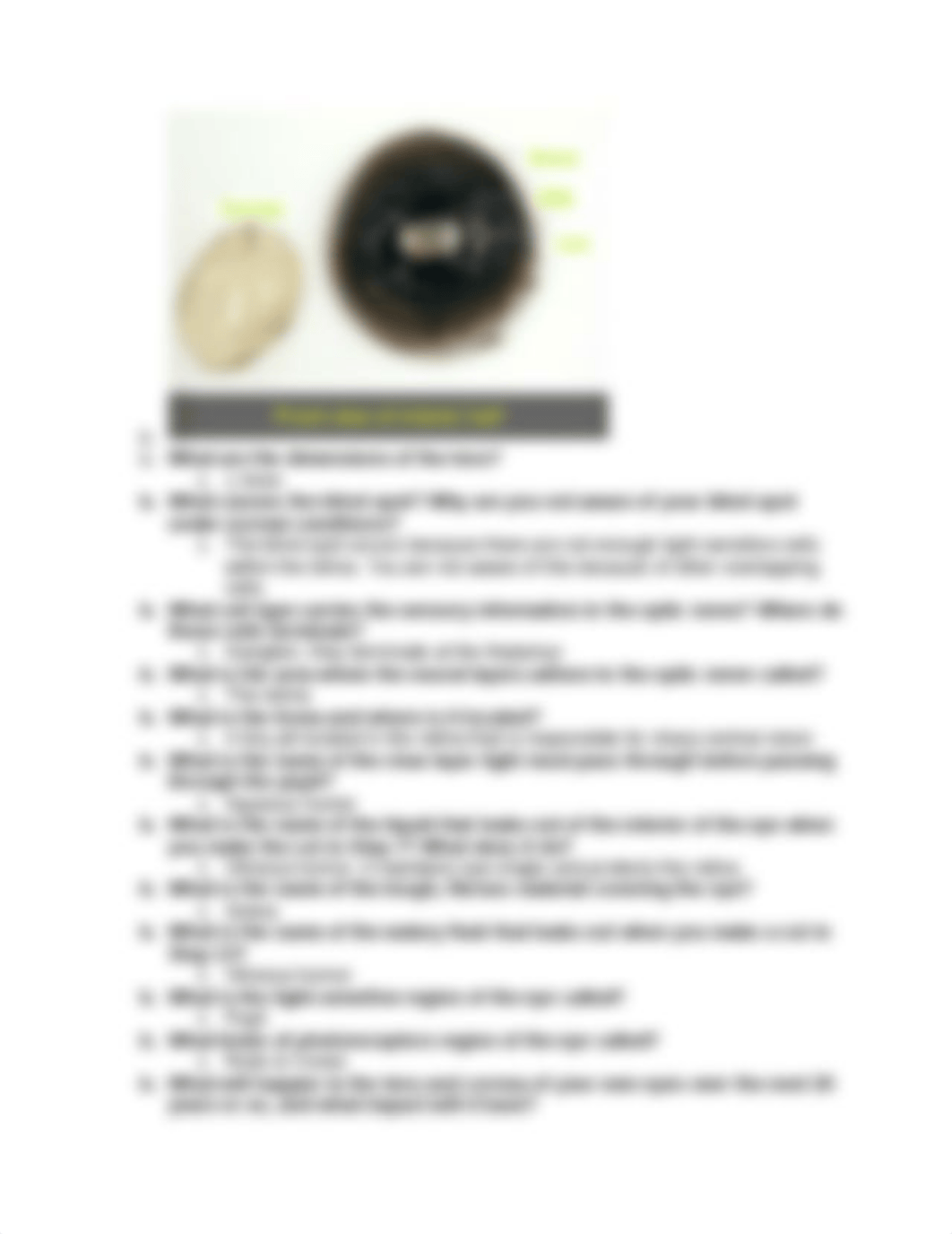 Cow Eye Dissection Lab.docx_dagmrwdo2b3_page3