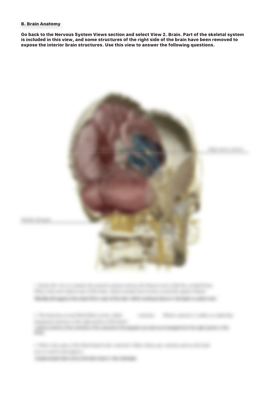 lab_manual_brain_atlas-2.pdf_dagpawz962z_page4