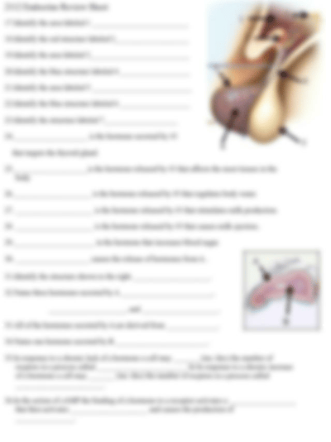 2112 Endocrine Review.pdf_dagssrdjw2l_page2