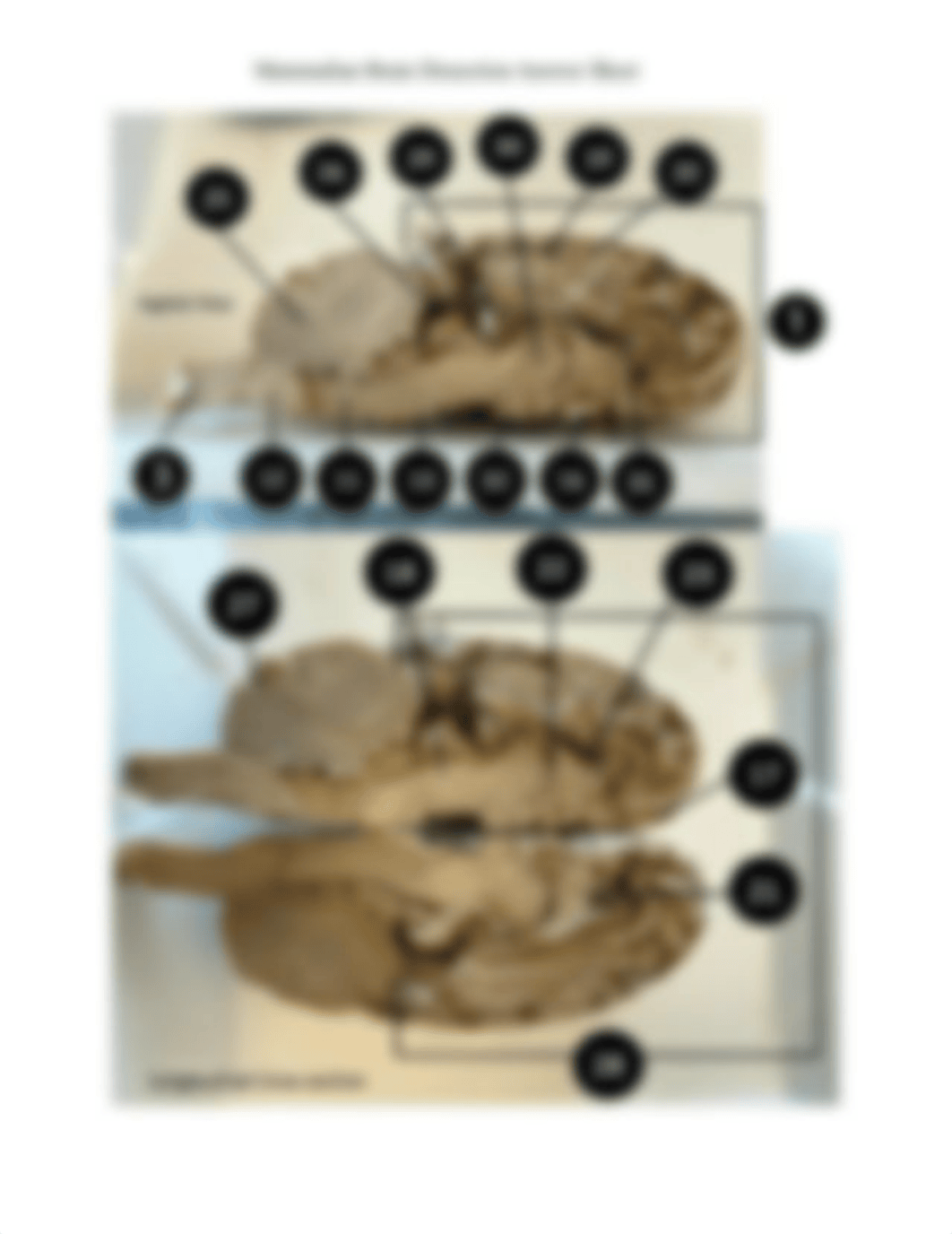 Mammalian_Brain_Dissection_Answer_sheet_dagy0o8m75r_page5