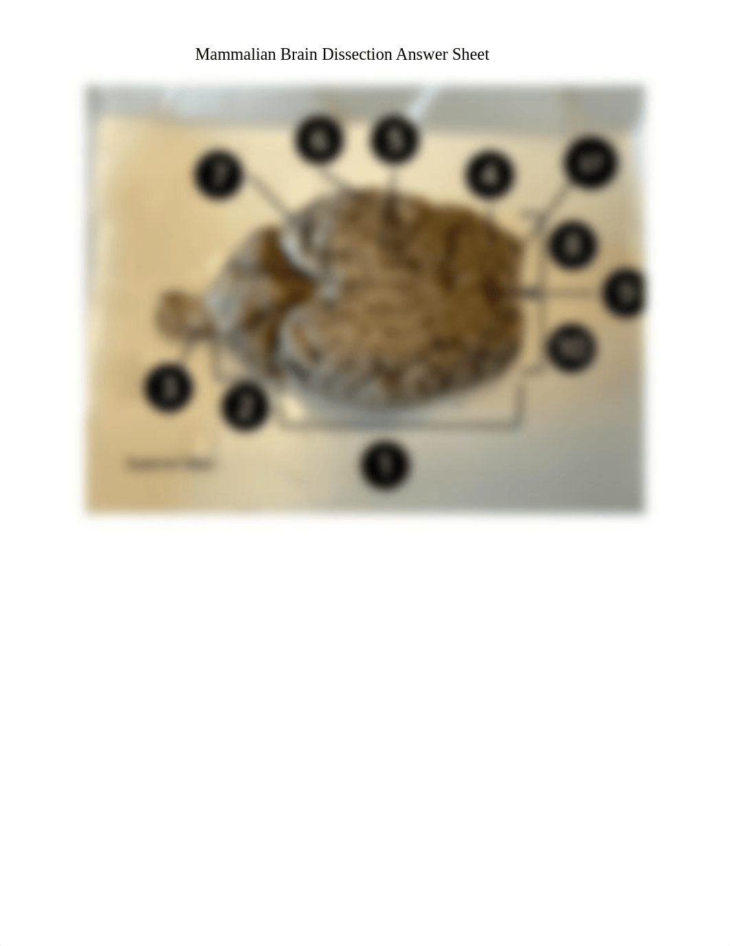 Mammalian_Brain_Dissection_Answer_sheet_dagy0o8m75r_page2