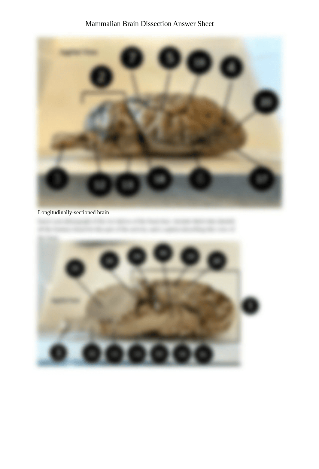 Mammalian_Brain_Dissection_Answer_sheet_dagy0o8m75r_page4