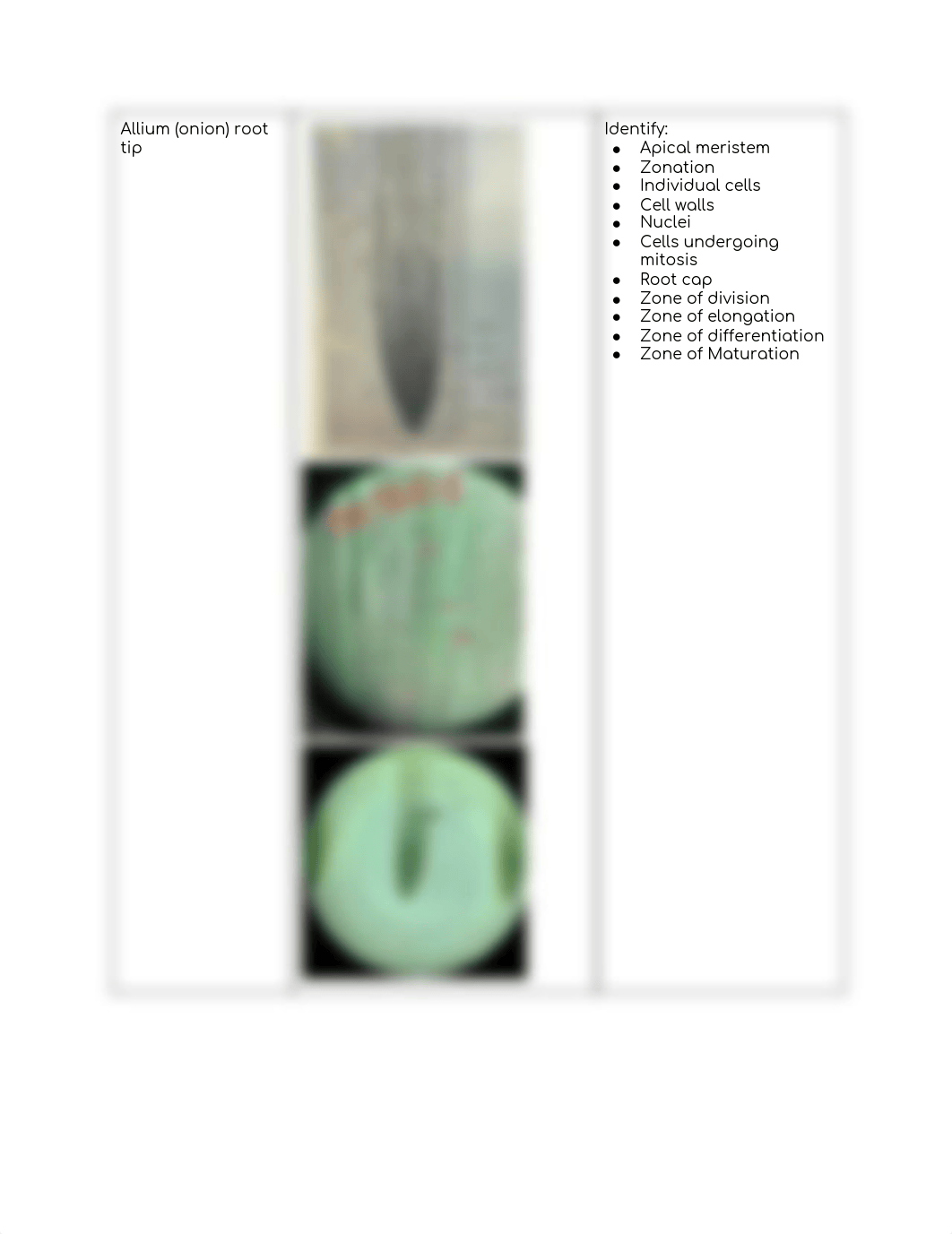 BIOL-L102 Lab Practical 2.pdf_dah89p5i3zu_page3