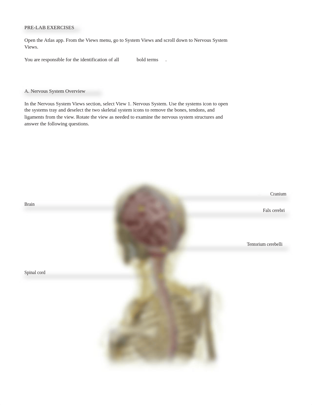 RB lab_manual_brain_atlas.pdf_dai8869hh5v_page2