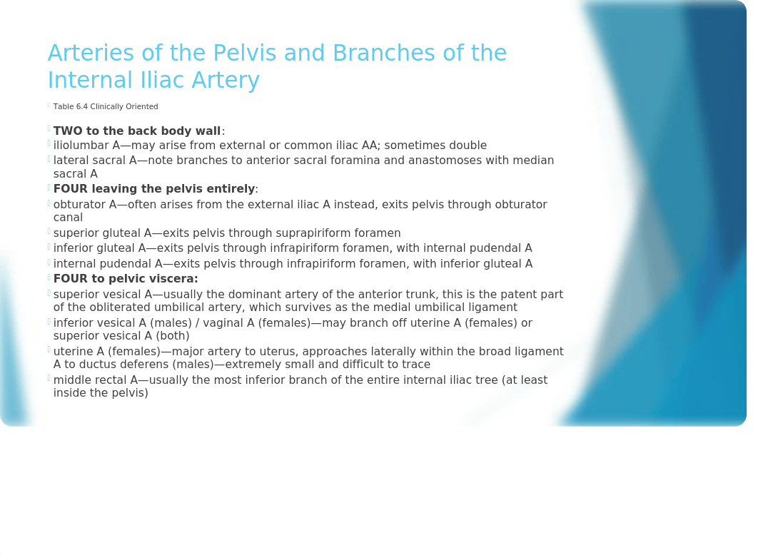 Clinical Correlations Pelvis and Perineum Updated (004).pptx_dai8uhzt2pp_page4