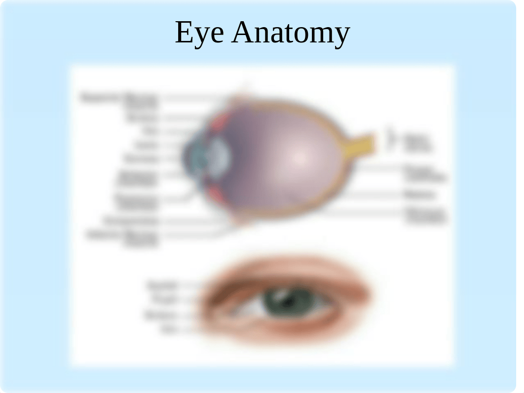 2.8 Histology of the Eye.ppt_daib077v6eo_page5