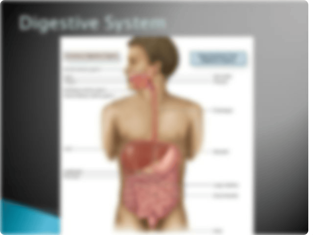 BIO 135 Ch 15 Digestive System_daid69r2yx9_page4