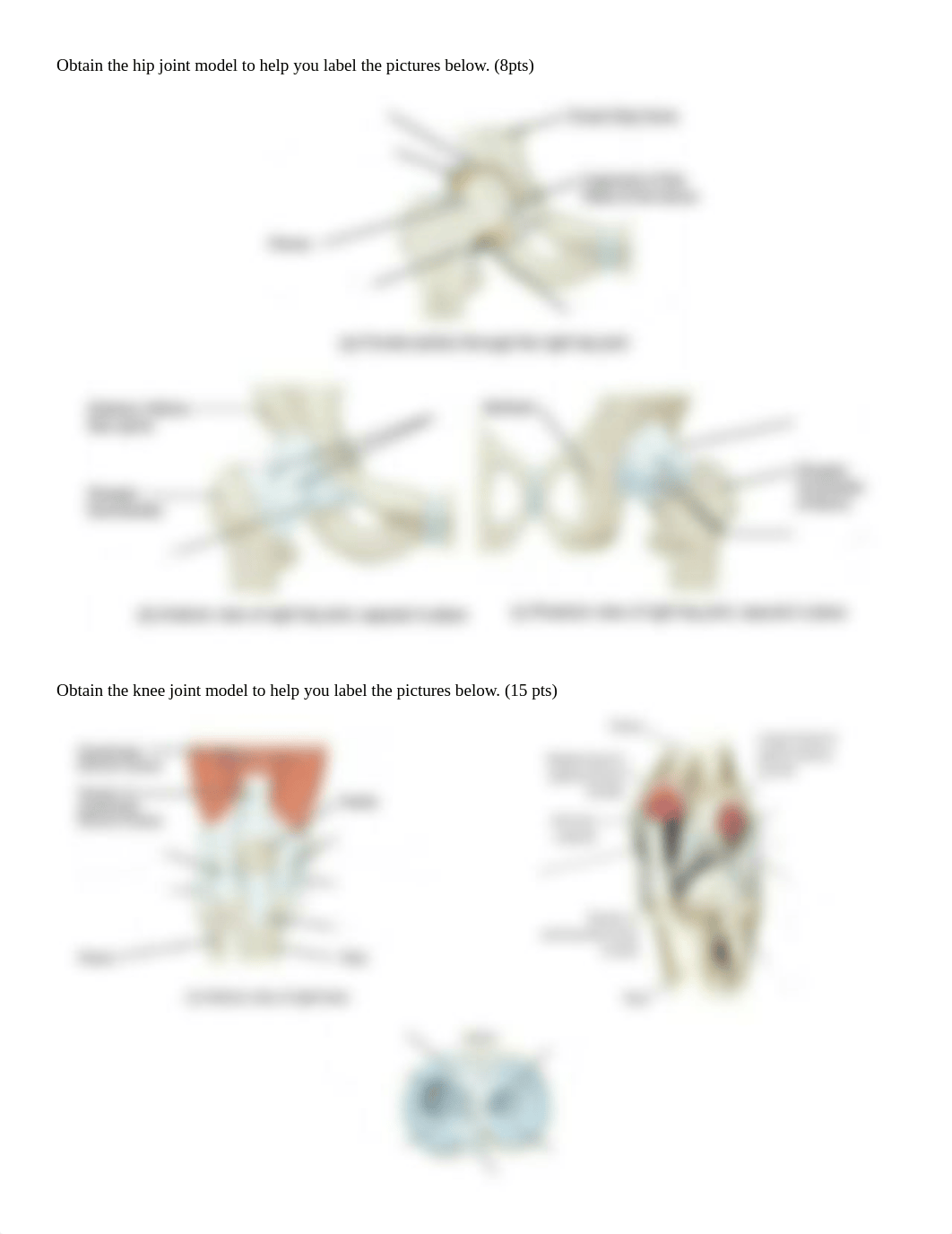 BIO 201 Unit 9 Joints - individual.pdf_daidl9zcswz_page2