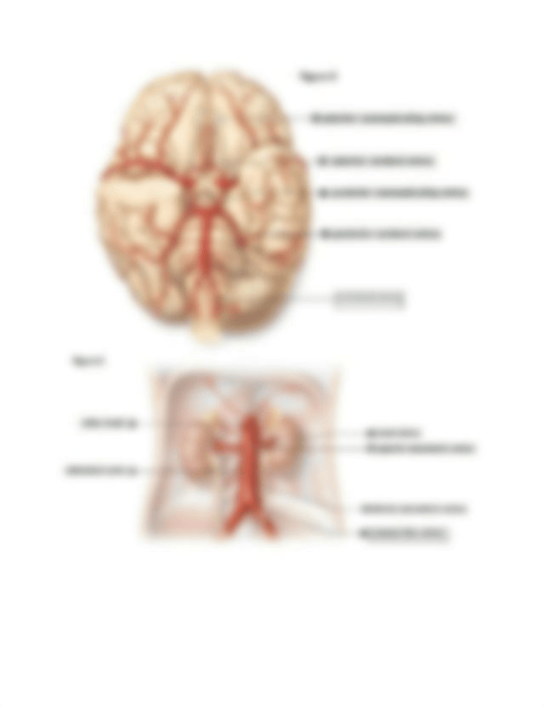 lab study guide-1.doc_daih93mxr09_page3