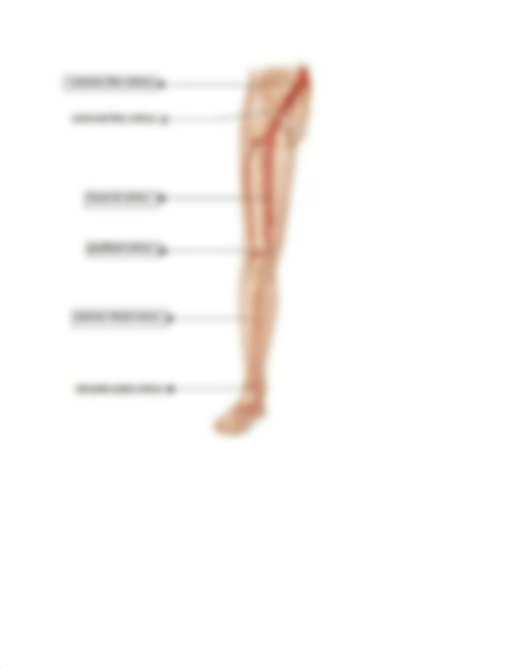 lab study guide-1.doc_daih93mxr09_page5