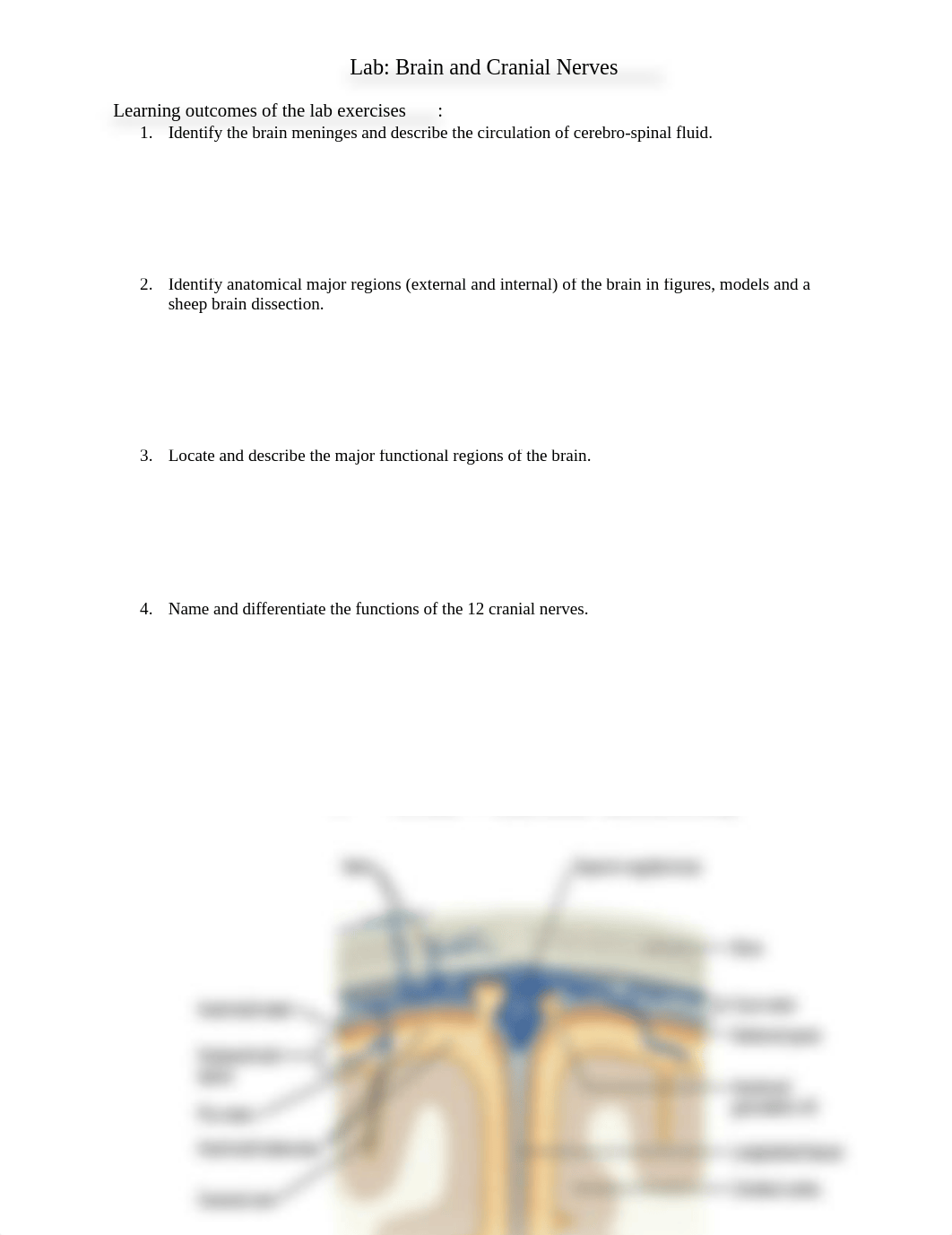 3-Brain-and-Cranial-Nerves-SP21-2.docx_dailmtdi8rc_page1