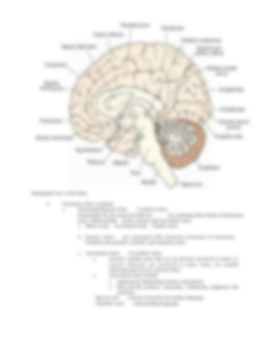 3-Brain-and-Cranial-Nerves-SP21-2.docx_dailmtdi8rc_page4