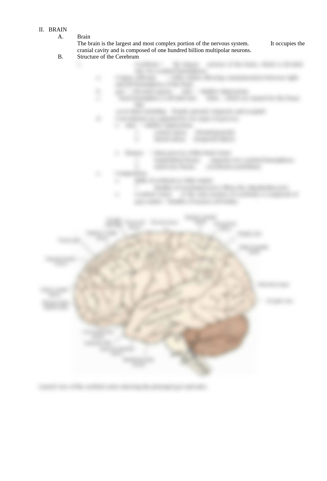 3-Brain-and-Cranial-Nerves-SP21-2.docx_dailmtdi8rc_page3