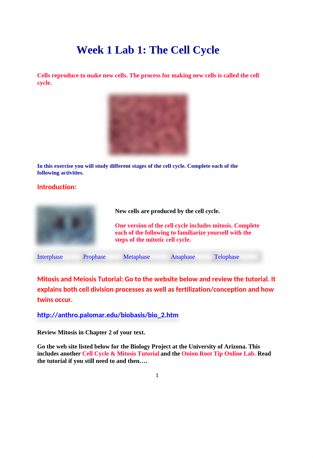 Lab 1 The Cell Cycle.docx_daj19n4amg8_page1