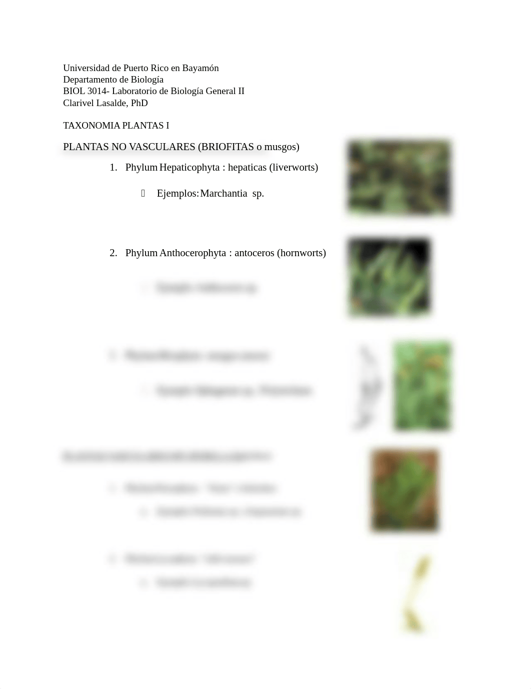 taxonomia plantas.docx_dajj3lfum8h_page1