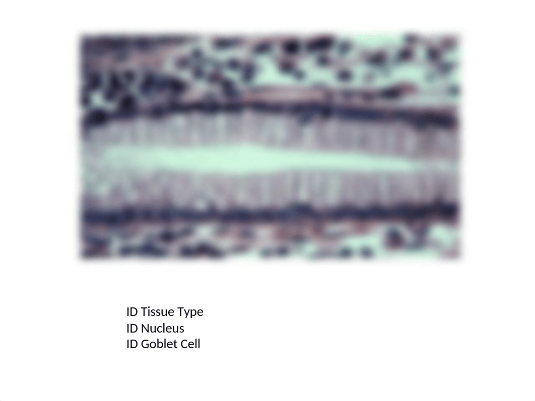 Tissue Slides For Bio 201 Lab-2_dajx7ft4979_page5