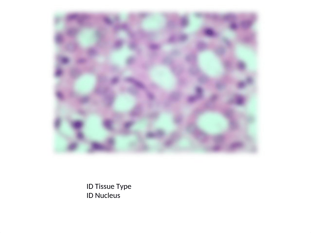 Tissue Slides For Bio 201 Lab-2_dajx7ft4979_page3