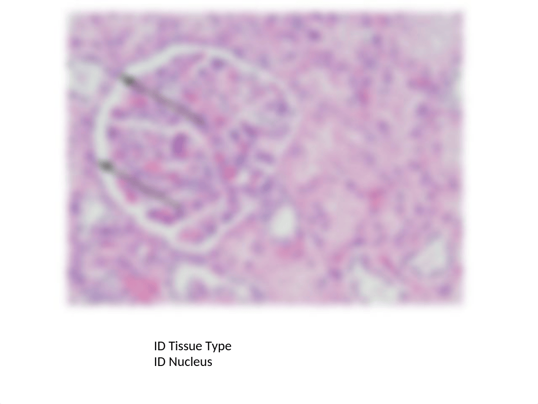 Tissue Slides For Bio 201 Lab-2_dajx7ft4979_page1