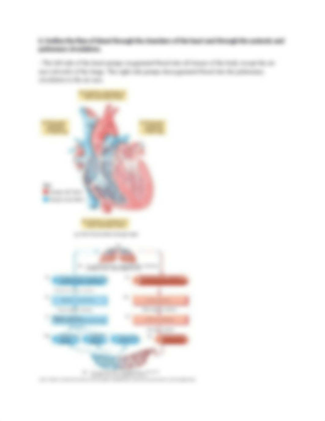 Chapter 20 Study Guide_dakoyz4bm3f_page2