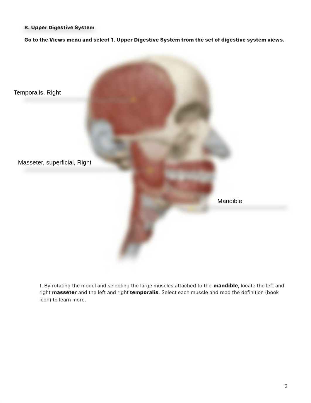 Lab_Activity_-_Digestive_System.pdf_dal0lr0gpp9_page3