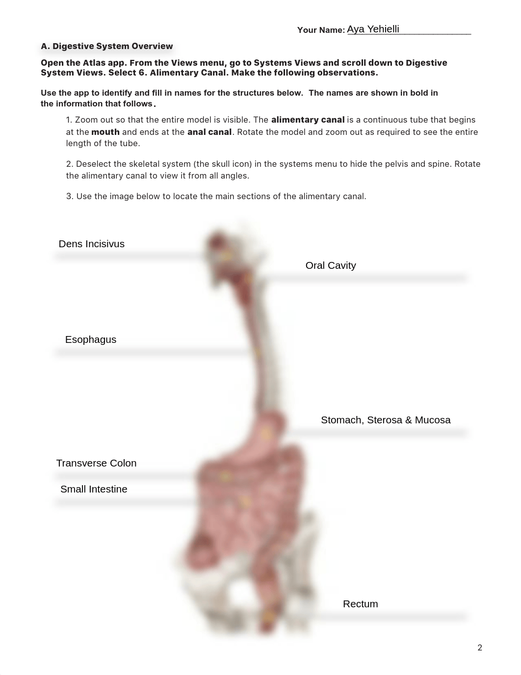 Lab_Activity_-_Digestive_System.pdf_dal0lr0gpp9_page2