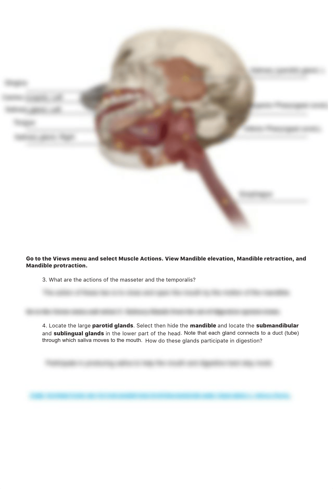 Lab_Activity_-_Digestive_System.pdf_dal0lr0gpp9_page4