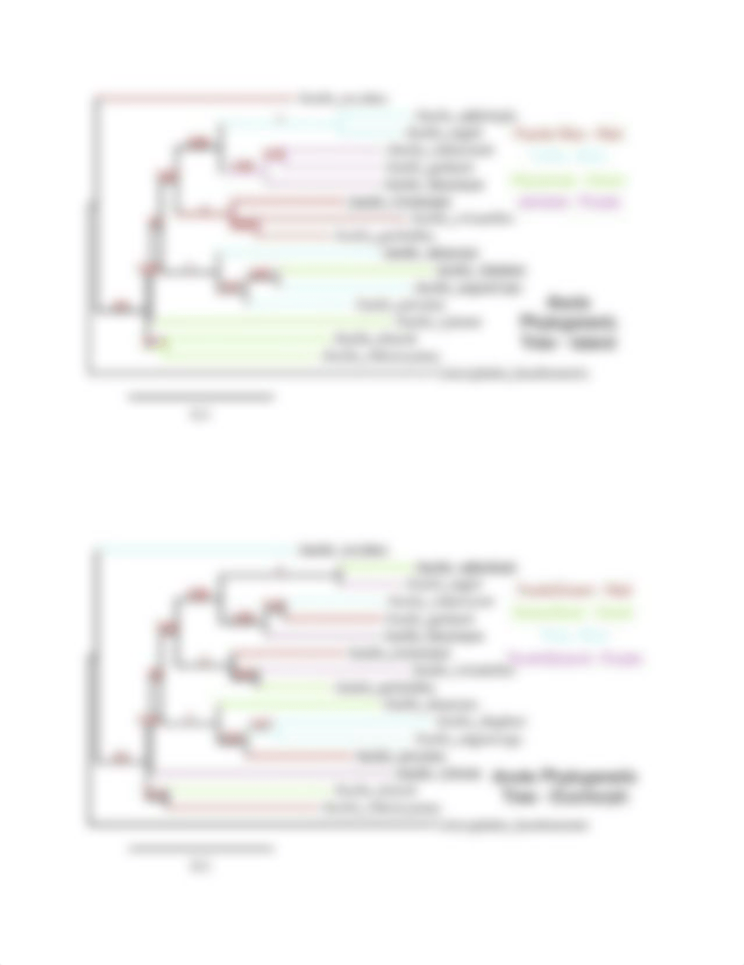 Lab 15 Anole Phylogenetic Tree Questions.docx_dalkf6os76r_page4